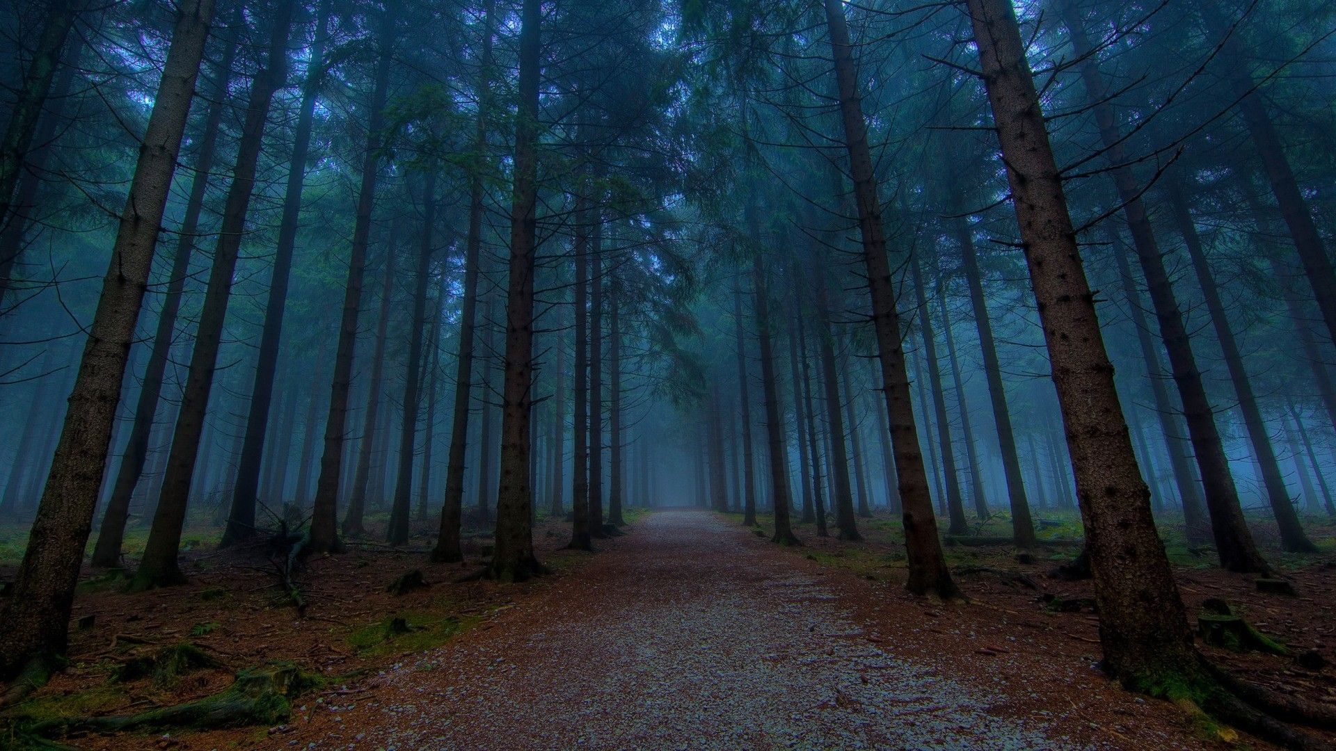 Dark woods, High Definition, High Resolution HD Wallpaper