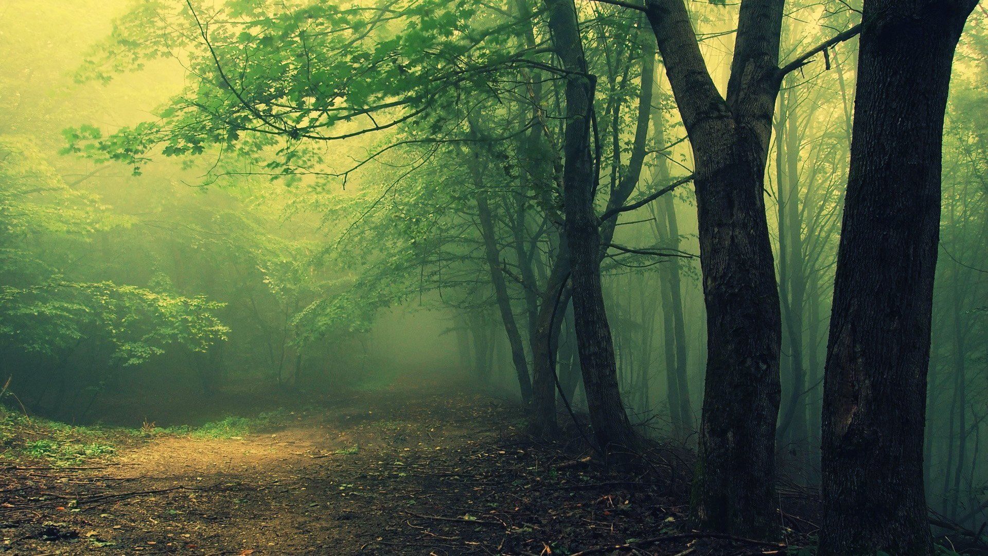 Free download Hoia Baciu Woods Wallpaper Haunted Romanian Forest 4334871206 [1920x1080] for your Desktop, Mobile & Tablet. Explore Creepy Forest Wallpaper. Spooky Forest Wallpaper, Dark Forest HD Wallpaper, Creepy Wallpaper HD