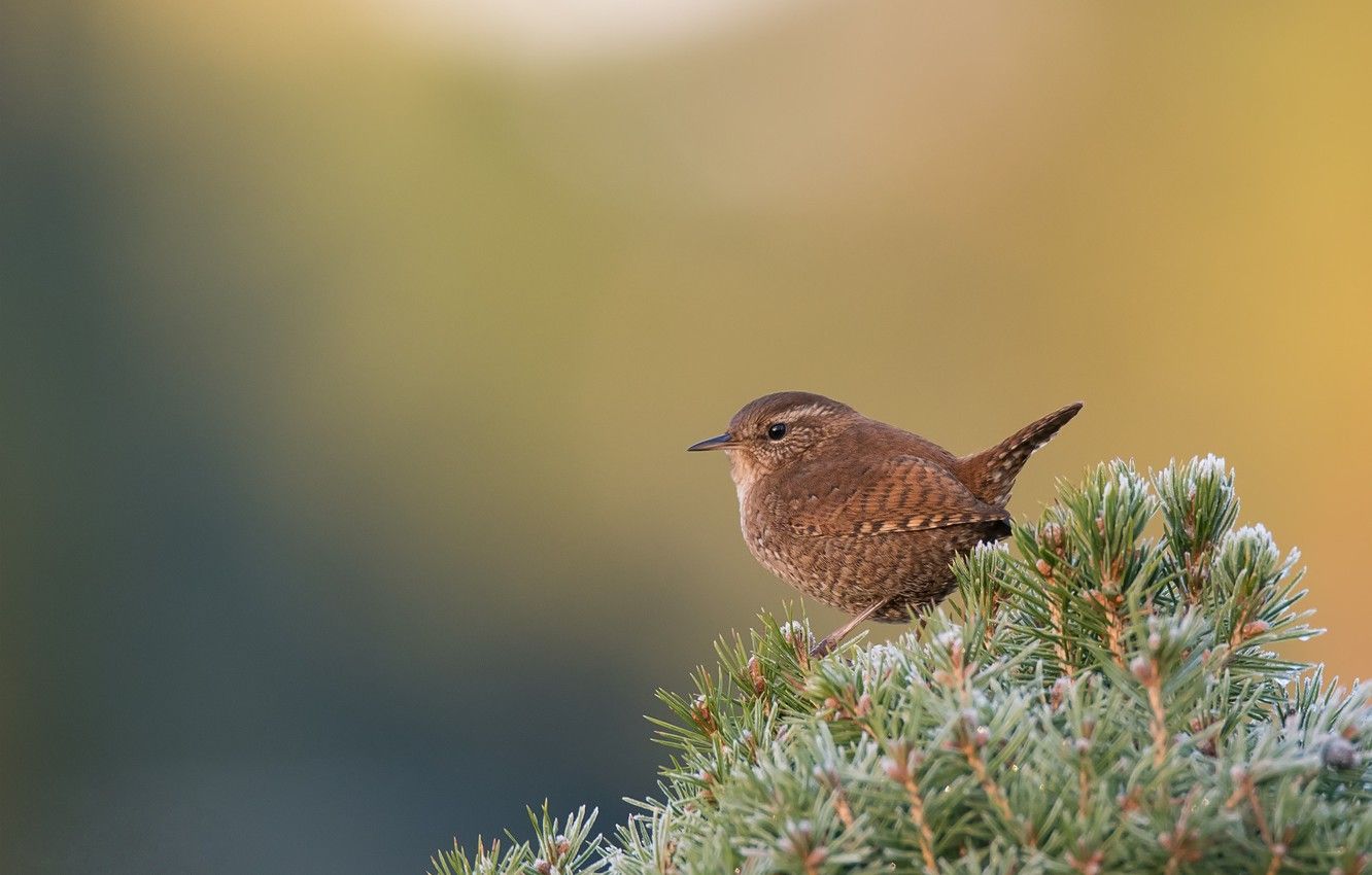 Wren Wallpapers - Wallpaper Cave