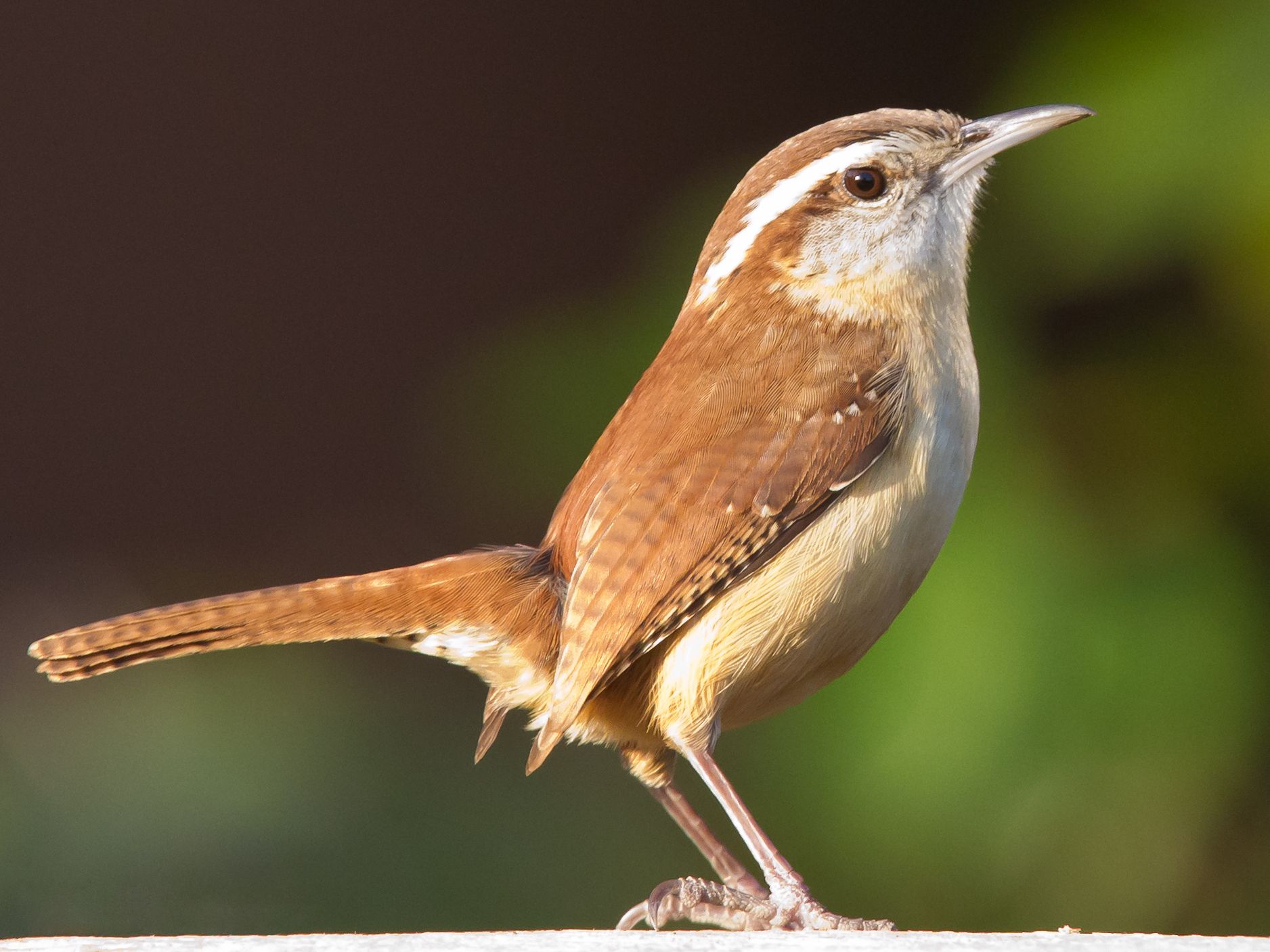 Wren Wallpapers - Wallpaper Cave