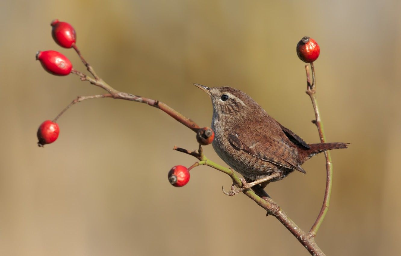 Wren Wallpapers - Wallpaper Cave