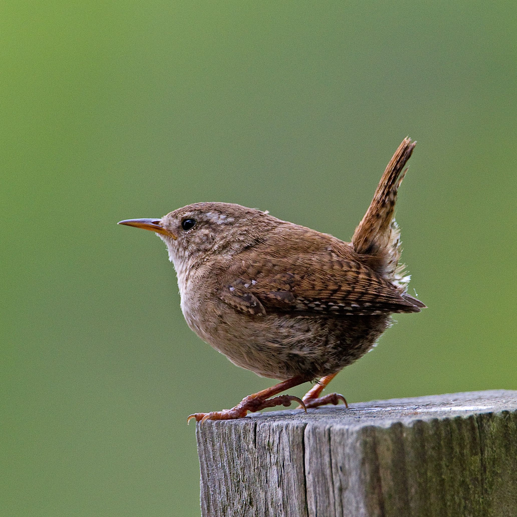 Wren Wallpapers - Wallpaper Cave