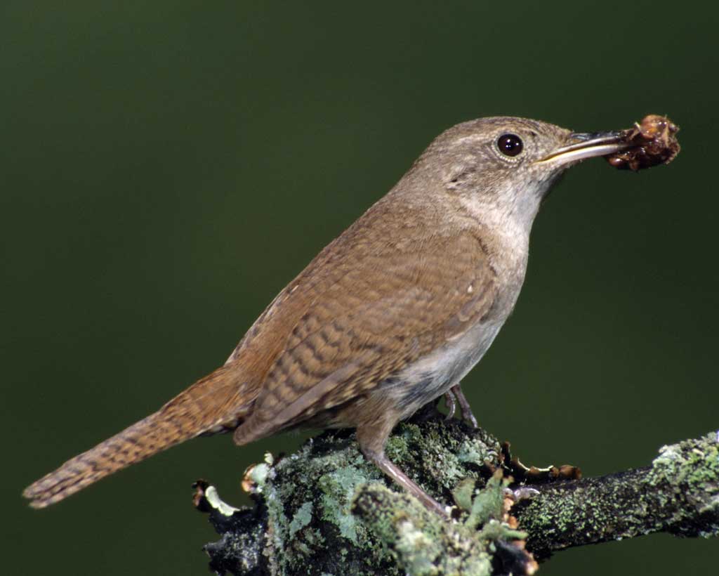 Wren Wallpapers - Wallpaper Cave