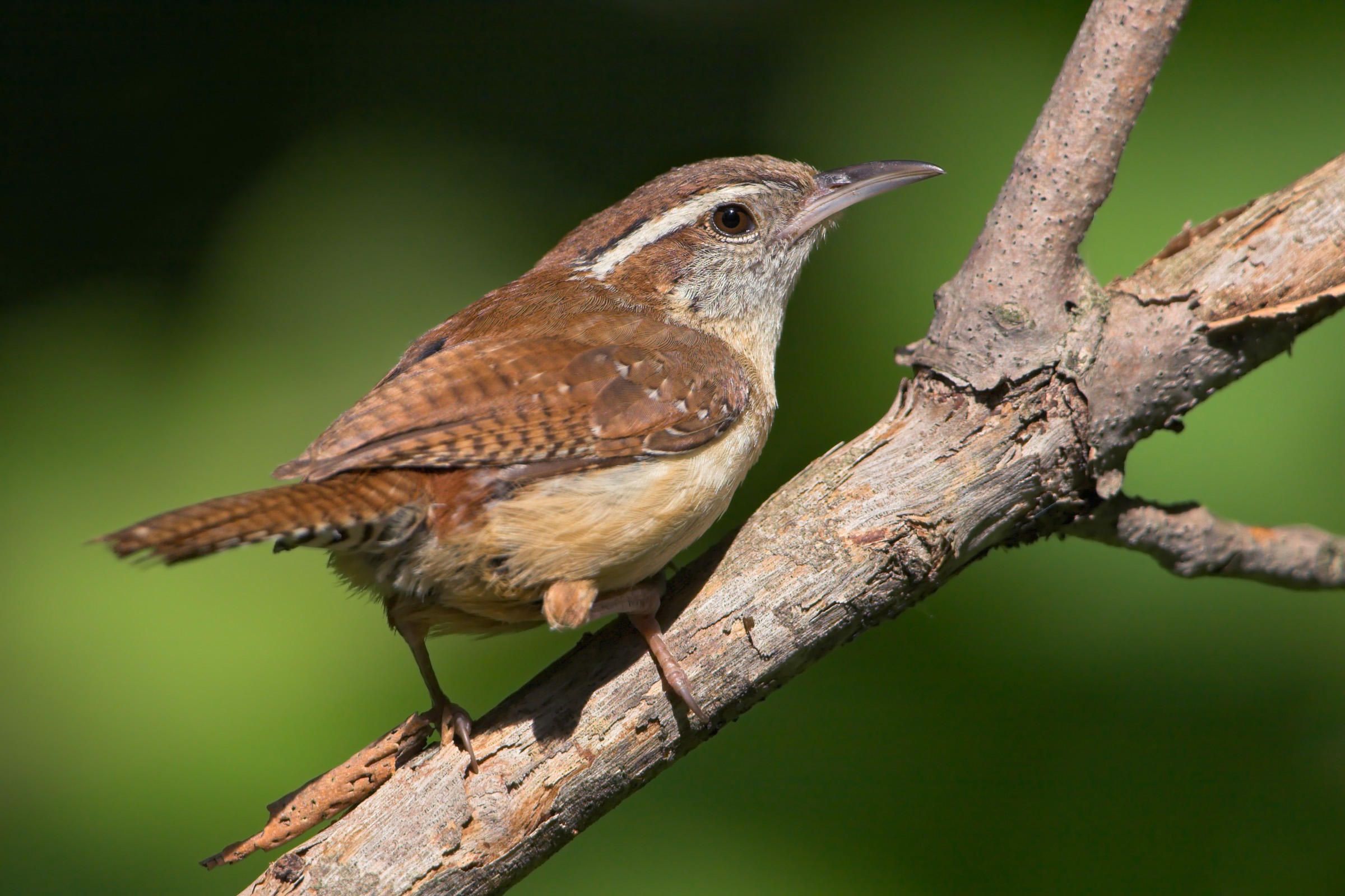 Wren Wallpapers - Wallpaper Cave