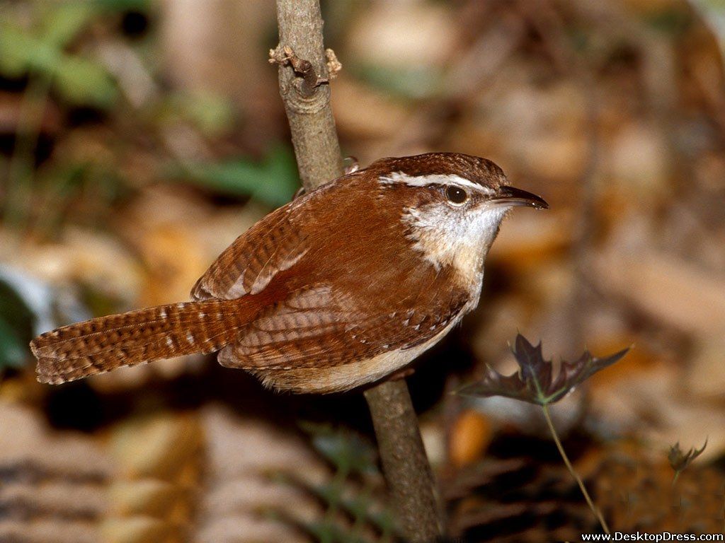 Wren Wallpapers - Wallpaper Cave