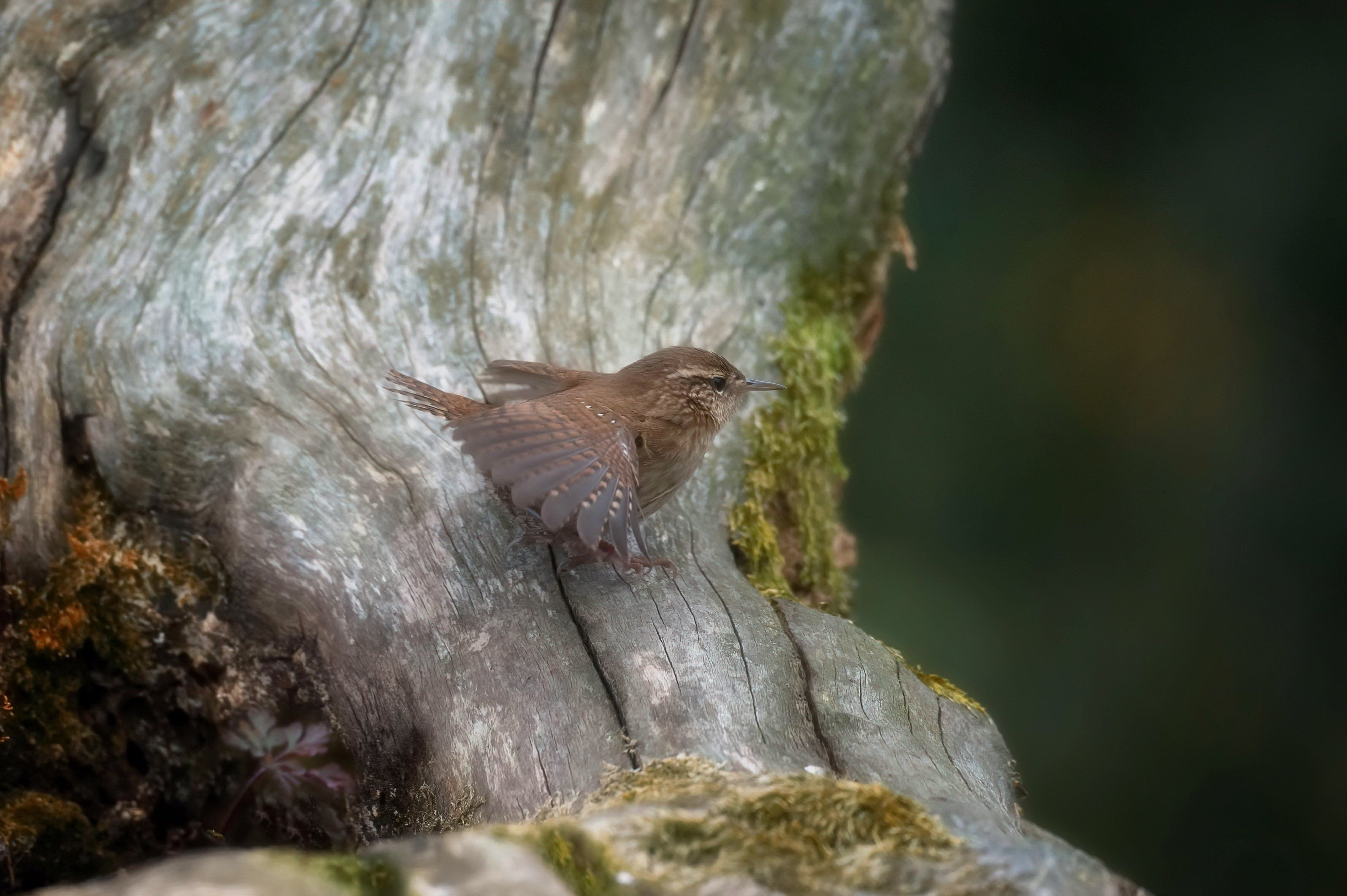 Wren Wallpapers - Wallpaper Cave