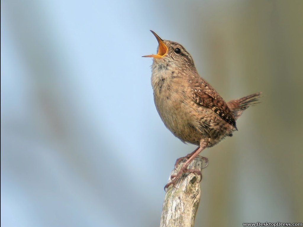 Wren Wallpapers - Wallpaper Cave