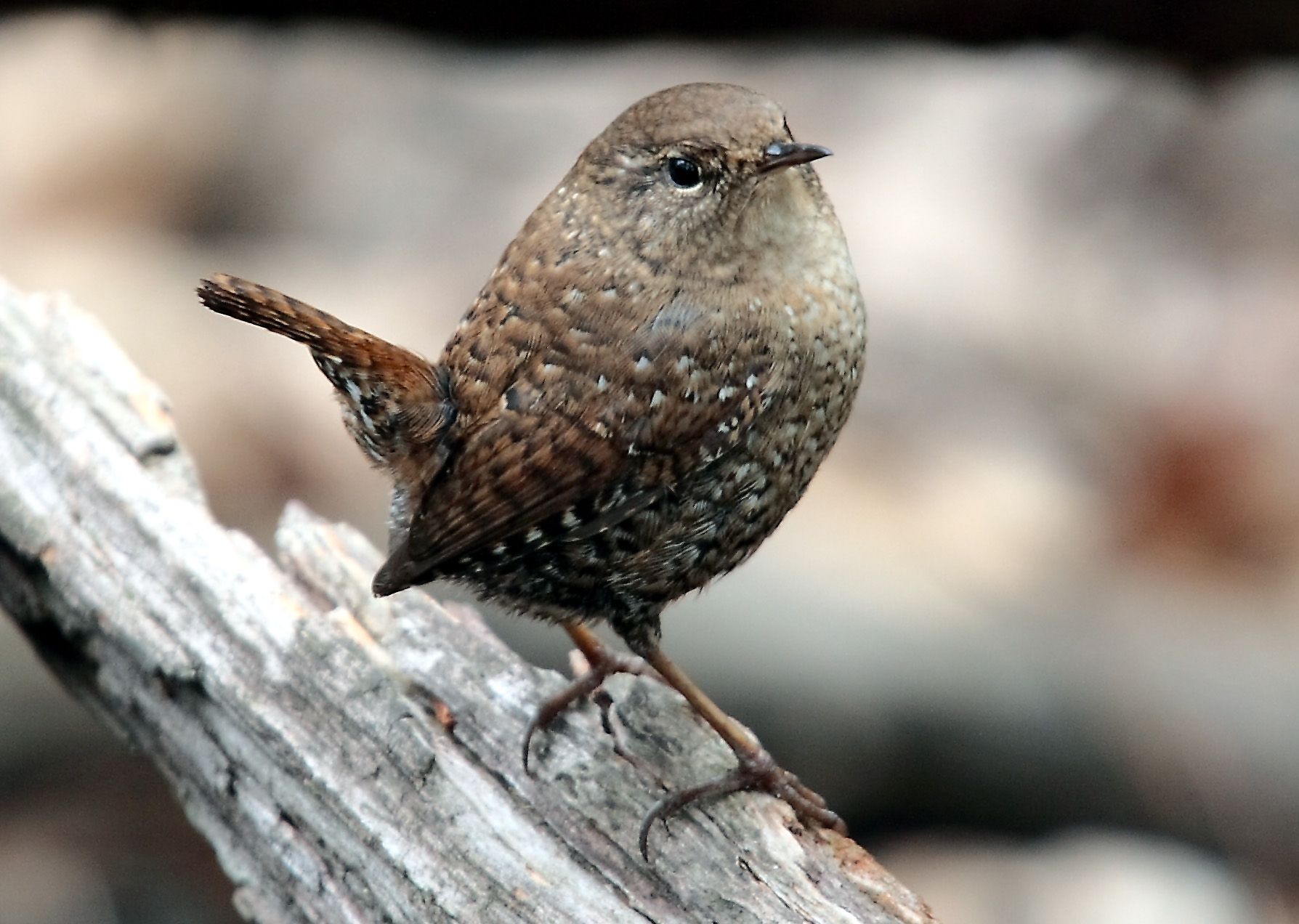 Winter Wren photo and wallpaper. Collection of the Winter Wren picture