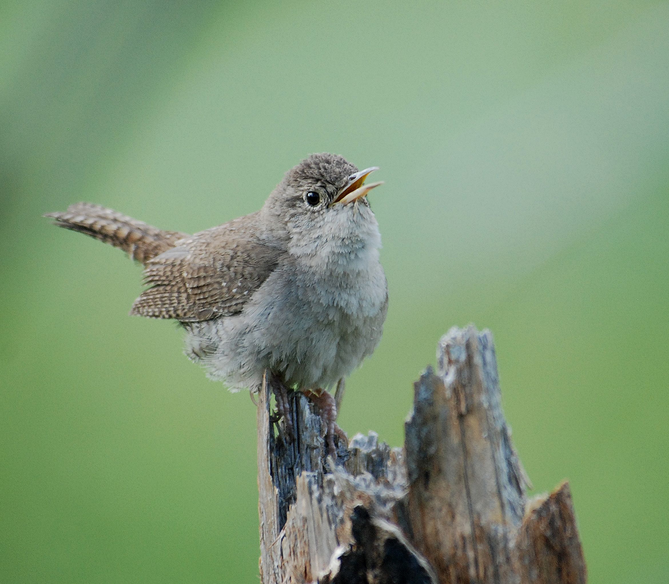 Wren Wallpapers - Wallpaper Cave