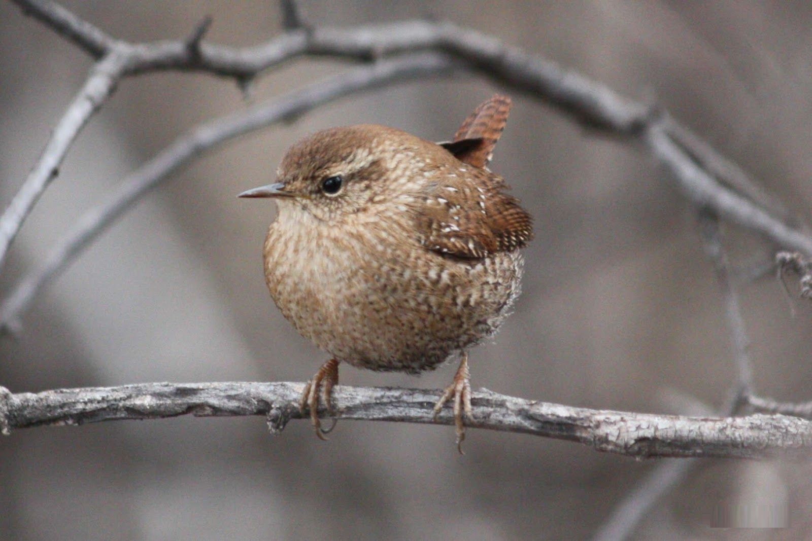 Wren Wallpapers - Wallpaper Cave