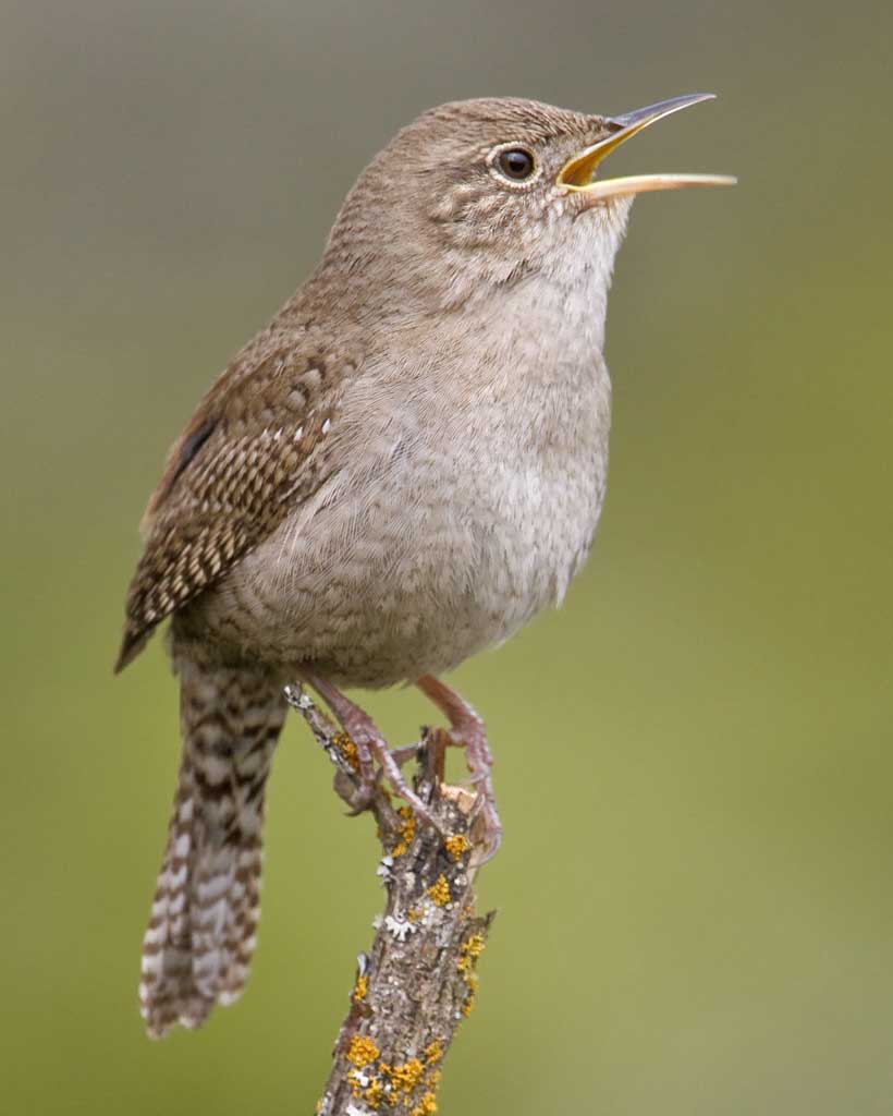 Wren Wallpapers - Wallpaper Cave