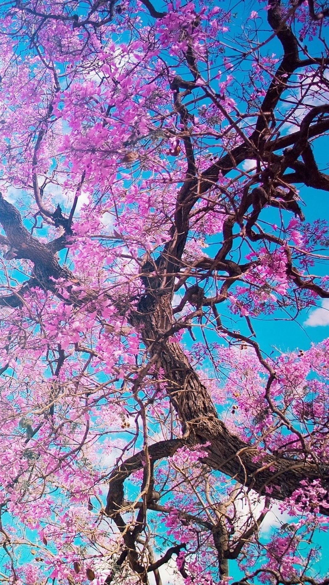 cherry blossom tree iPhone 8 Wallpaper .ilikewallpaper.net