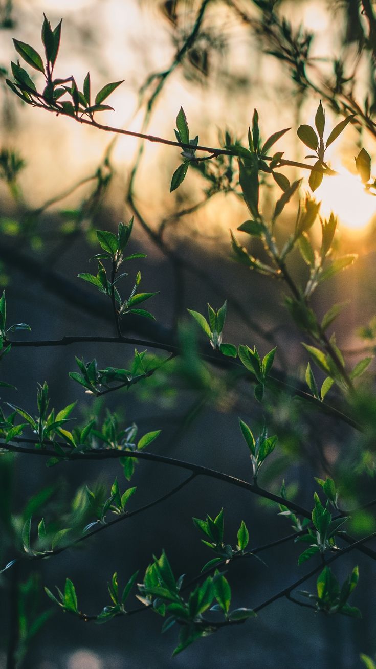 Nature Macro Plants Leaves IPhone Wallpaper. Nature Iphone Wallpaper, Sunset Nature, Nature