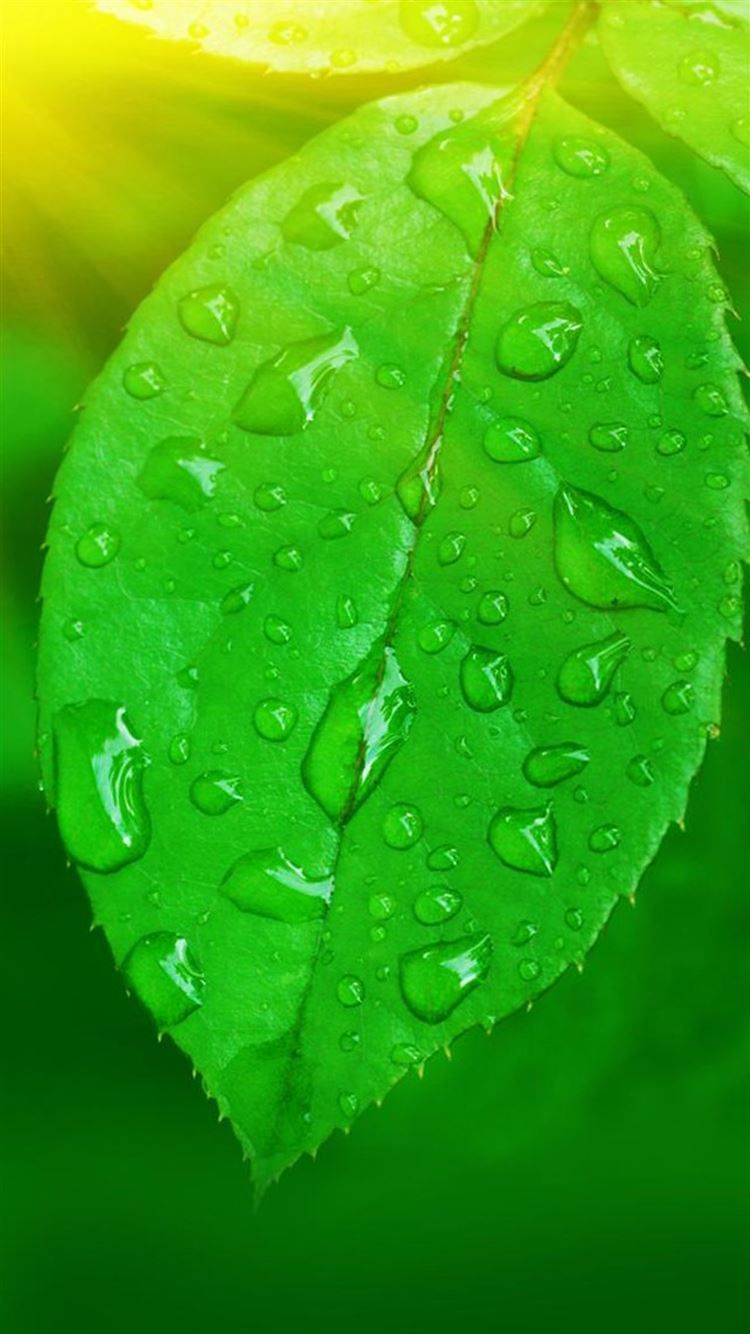 Nature Vitaliy Green Leaf Macro iPhone 8 Wallpaper Free Download