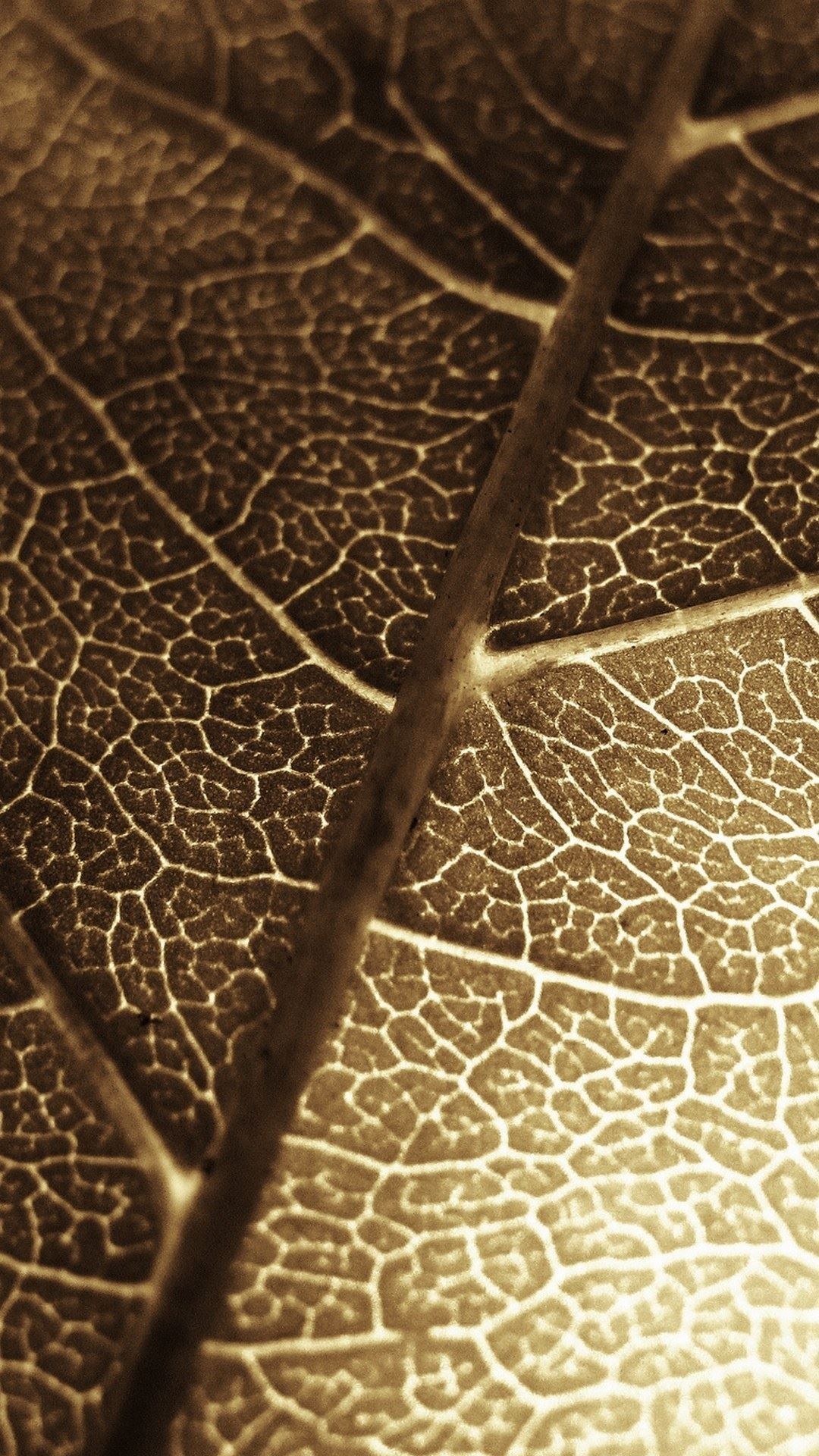 Brown Leaf Macro Photo Phone Wallpaper /brown Leaf Macro Photo Phon. IPhone 6 Plus Wallpaper, Macro Photo, Android Wallpaper