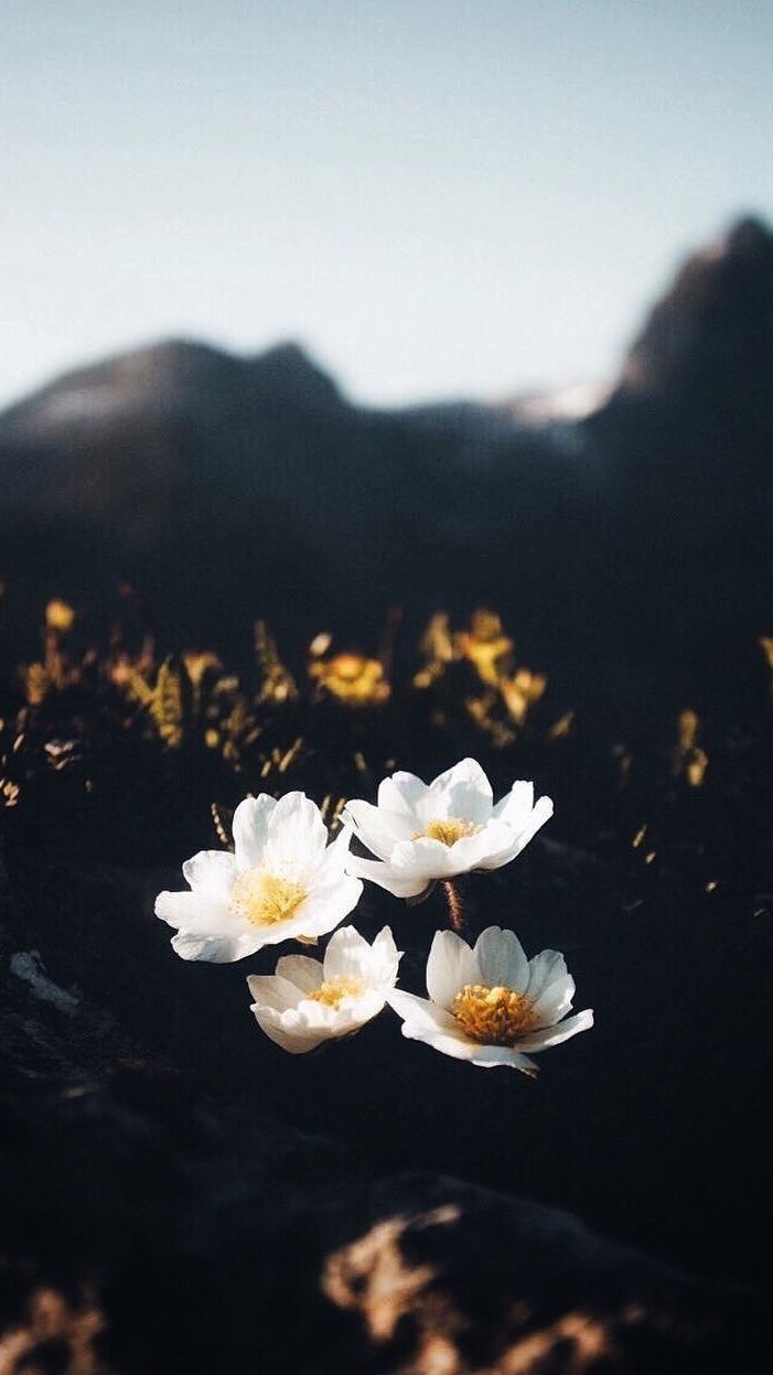 AMOLED Wallpaper (Nature)