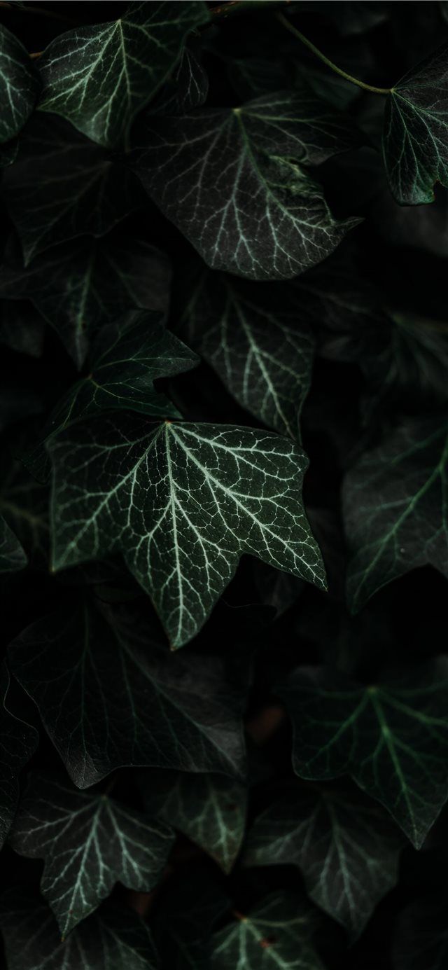Textures and composition iPhone X Wallpaper. Plant texture, Plant leaves, Wallpaper free download