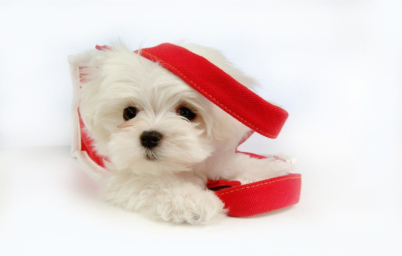 Wallpaper dog, dog, pet, pet, Maltese, maltese image for desktop, section собаки