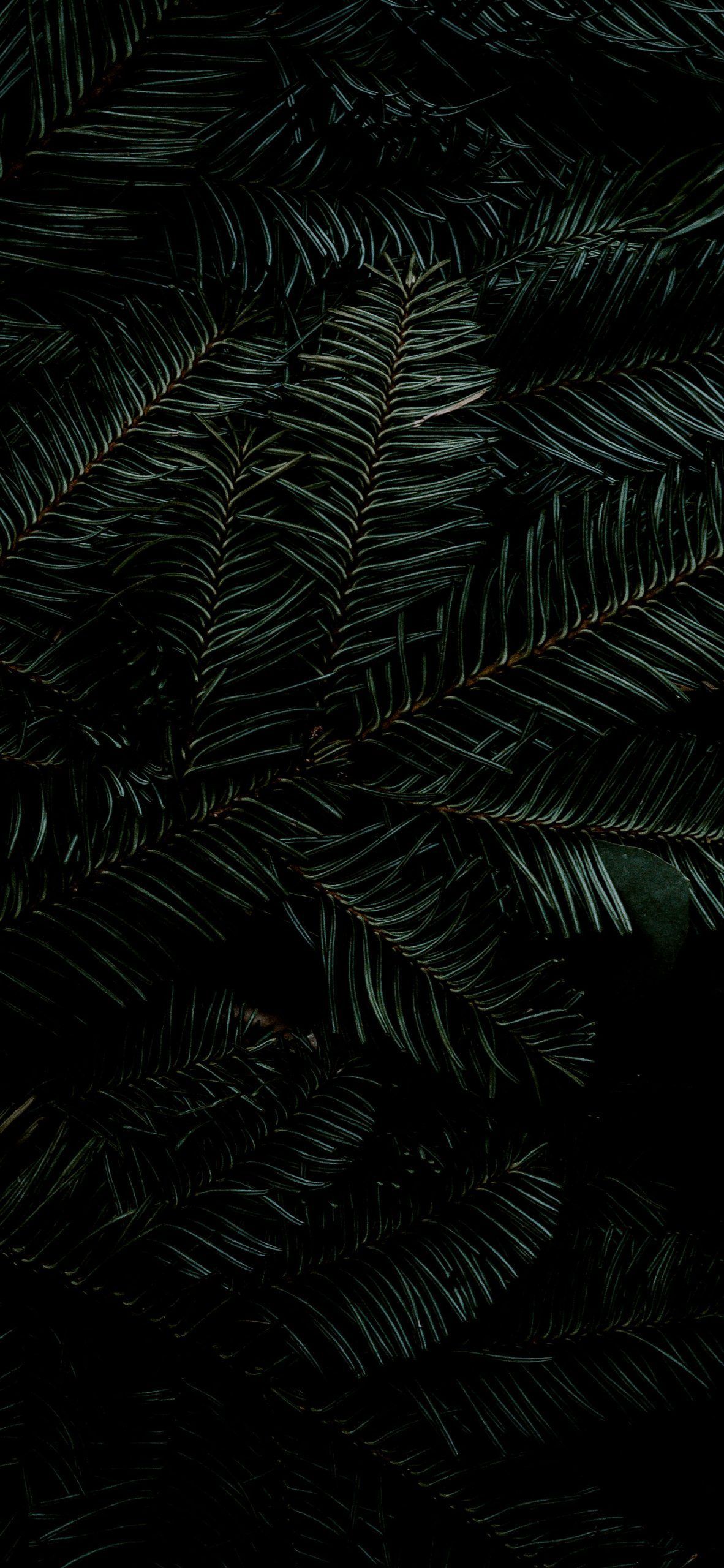 Dark Green Pine Leaves. Wallpaper iphone christmas, Christmas wallpaper tumblr, iPhone wallpaper preppy