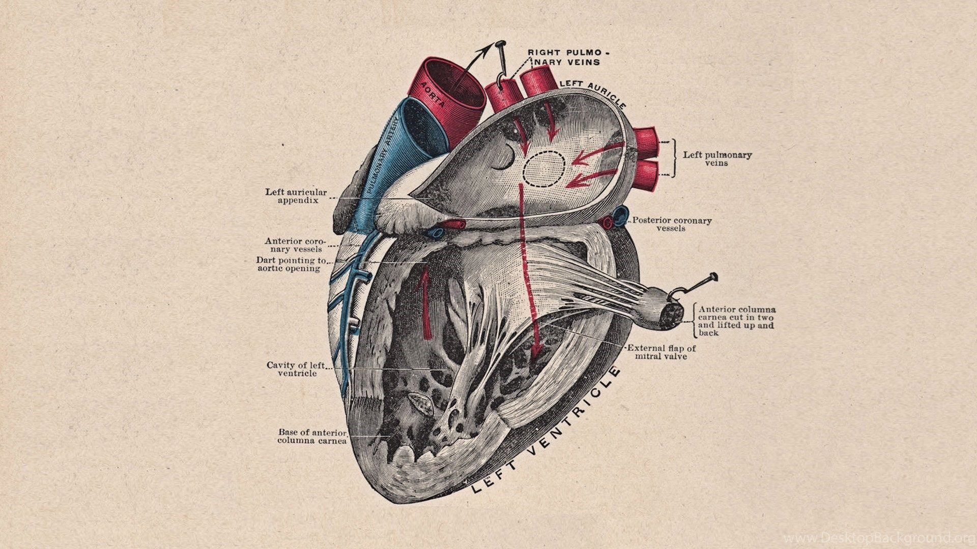Heart Anatomy Wallpaper HD