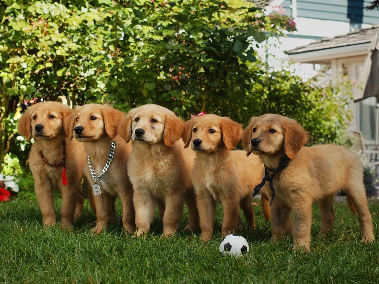 Air Buddies Gallery. Air buddies movies, Air bud, Disney movies to watch