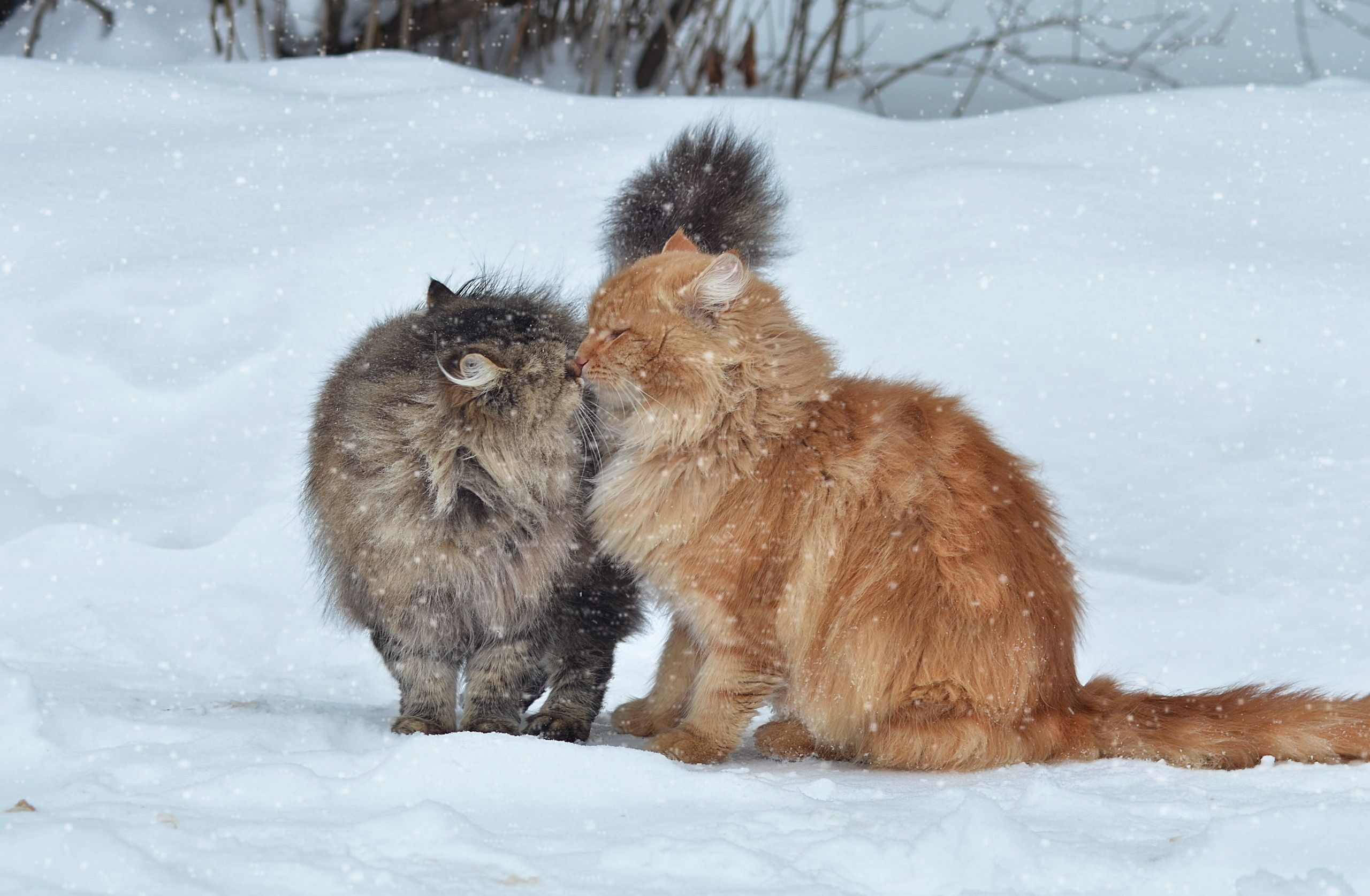 Download wallpaper 2560x1675 cats, couple, snow, winter, kiss HD background