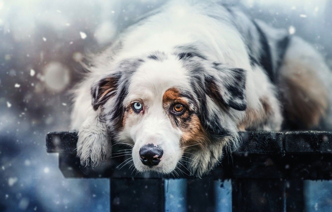 Wallpaper winter, look, face, snow, bench, nature, background, mood, Board, portrait, dog, paws, lies, snowfall, different eyes, Australian shepherd image for desktop, section собаки