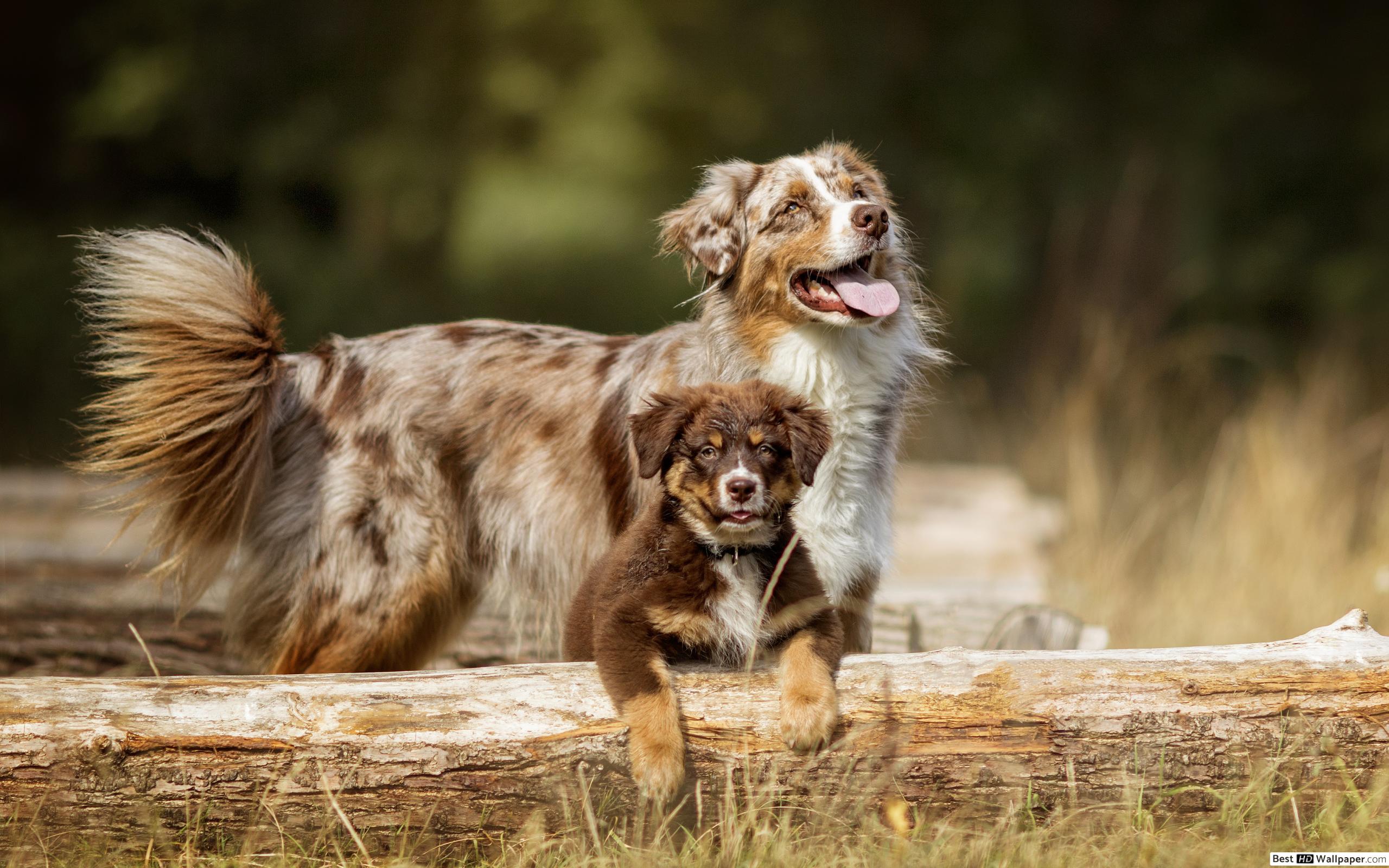 Australian Shepherd, Dog & pup 4K wallpaper download
