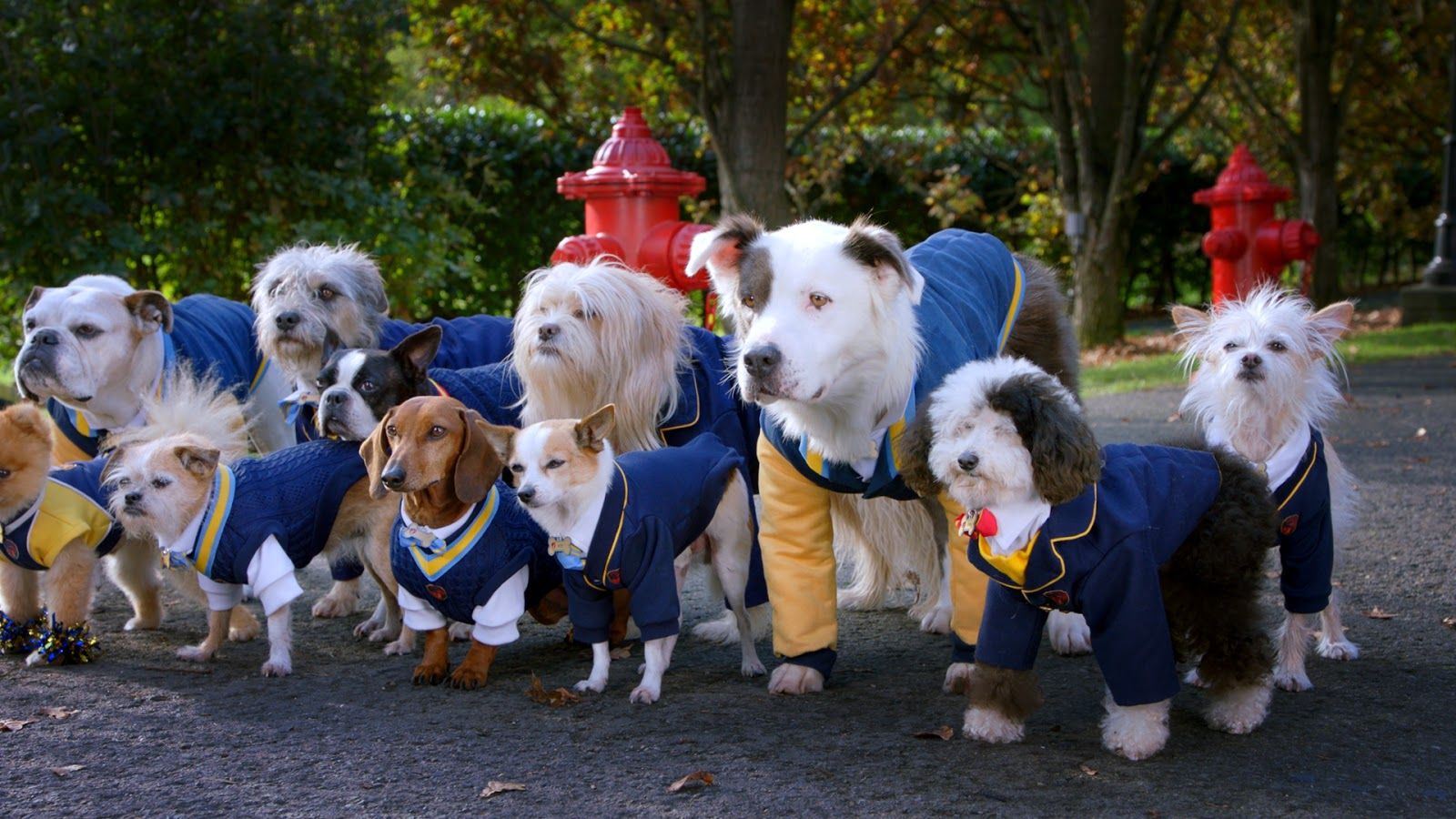 Pup Academy From Air Bud Entertainment Coming to Disney Channel This August