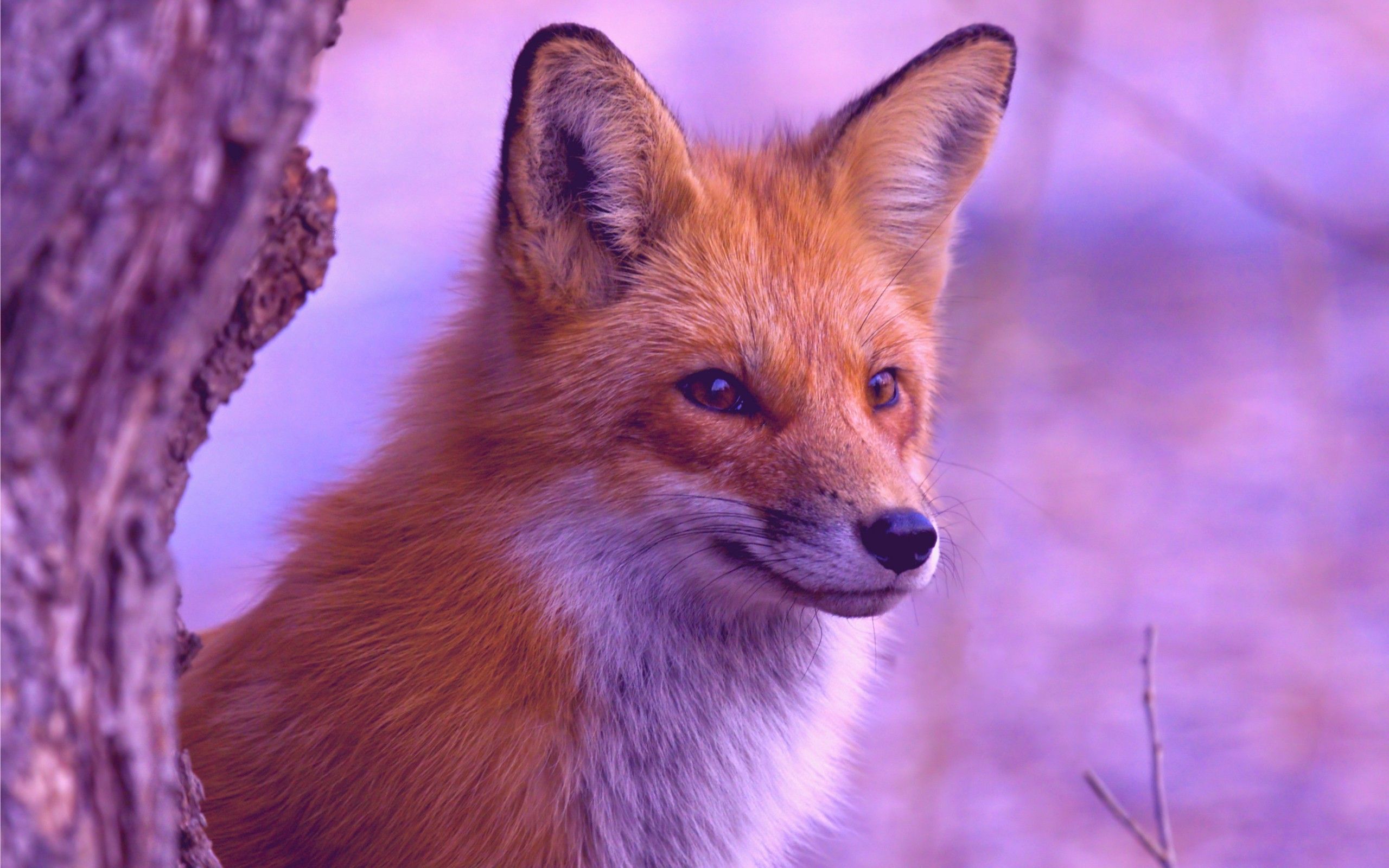 fox, Animals, Filter Wallpaper HD / Desktop and Mobile Background