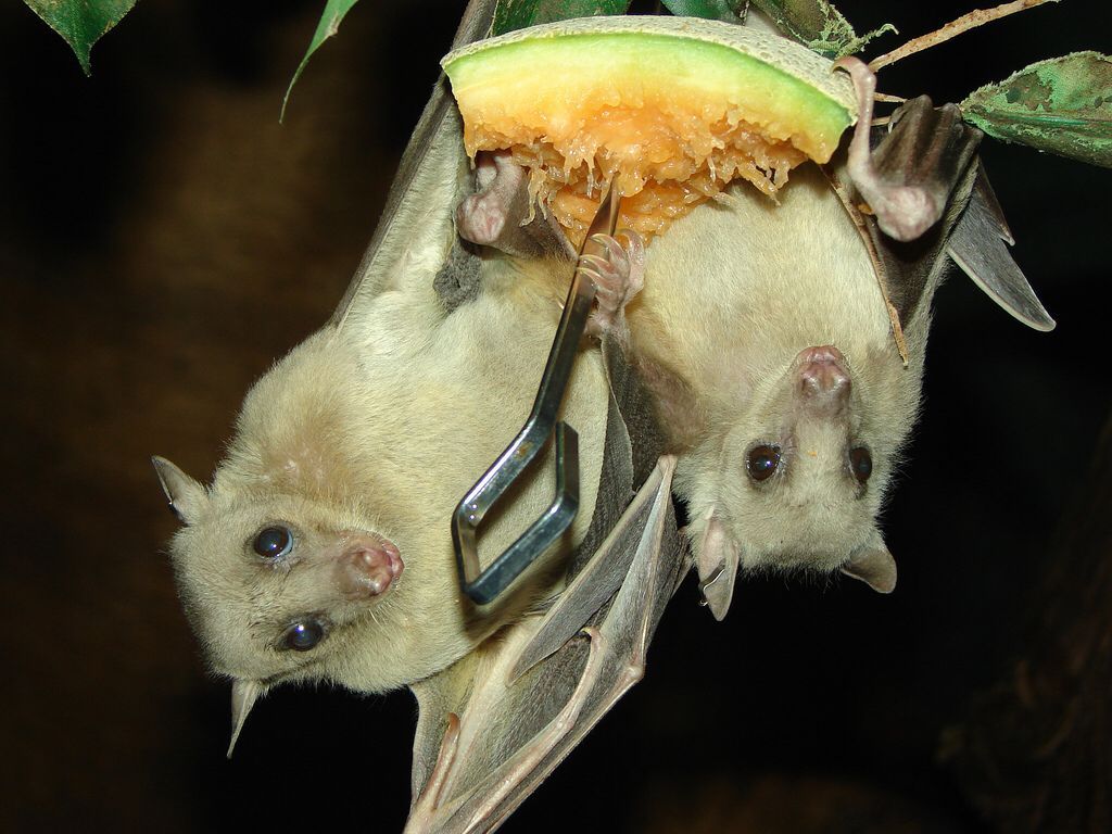 Egyptian Fruit bats. Fruit bat, Bat, Animals beautiful