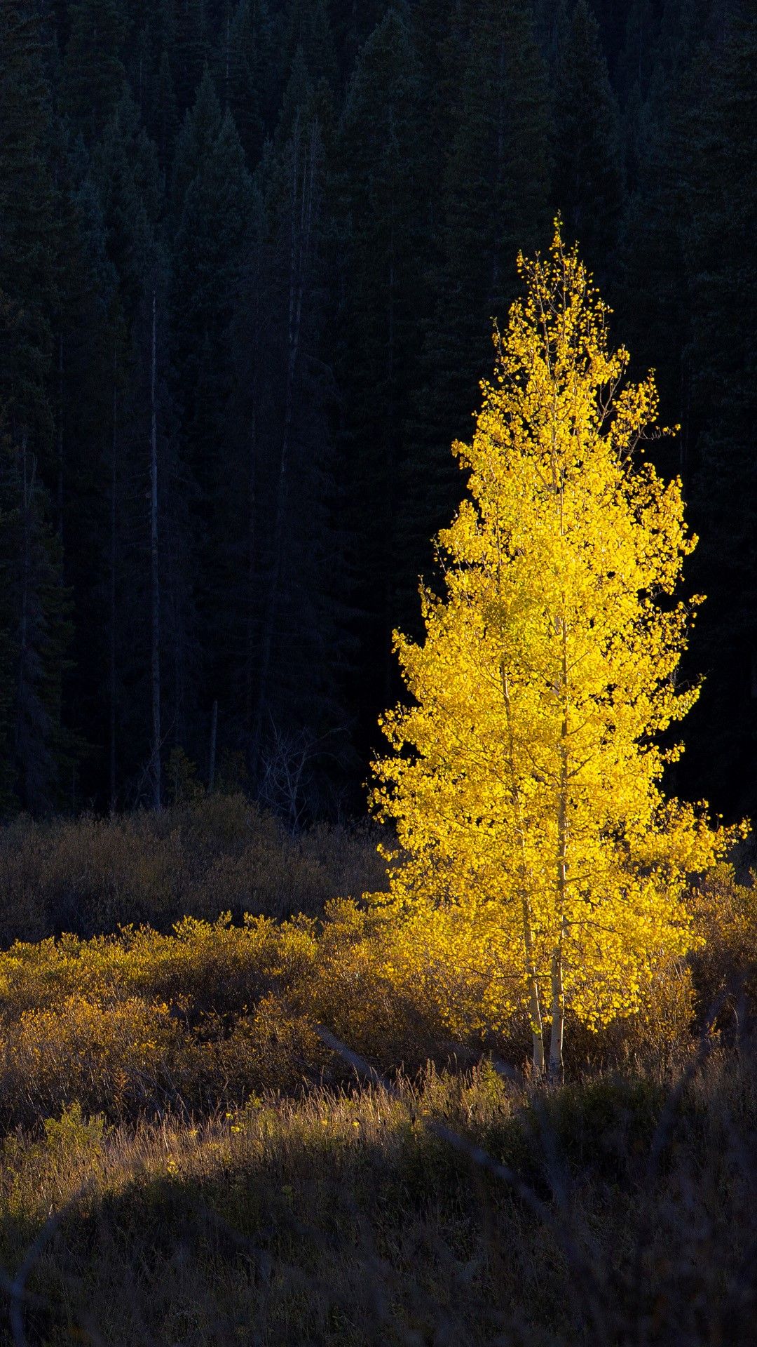 Glowing yellow autumn tree, Kebler Pass, Colorado, USA. Windows 10 Spotlight Image