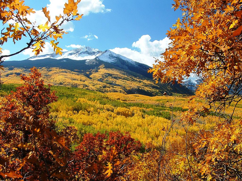 Fall Foliage on Kebler Pass near Crested Butte