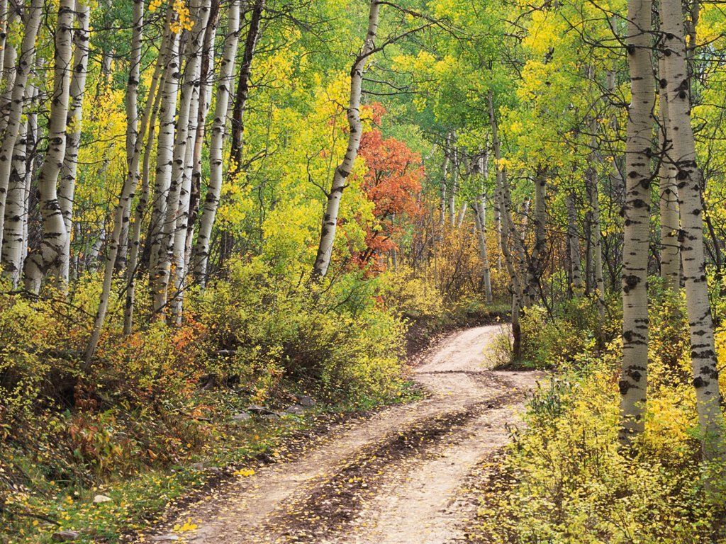 Aspen Grove, Kebler Pass, Colorado. Country roads, Explore colorado, Country roads take me home