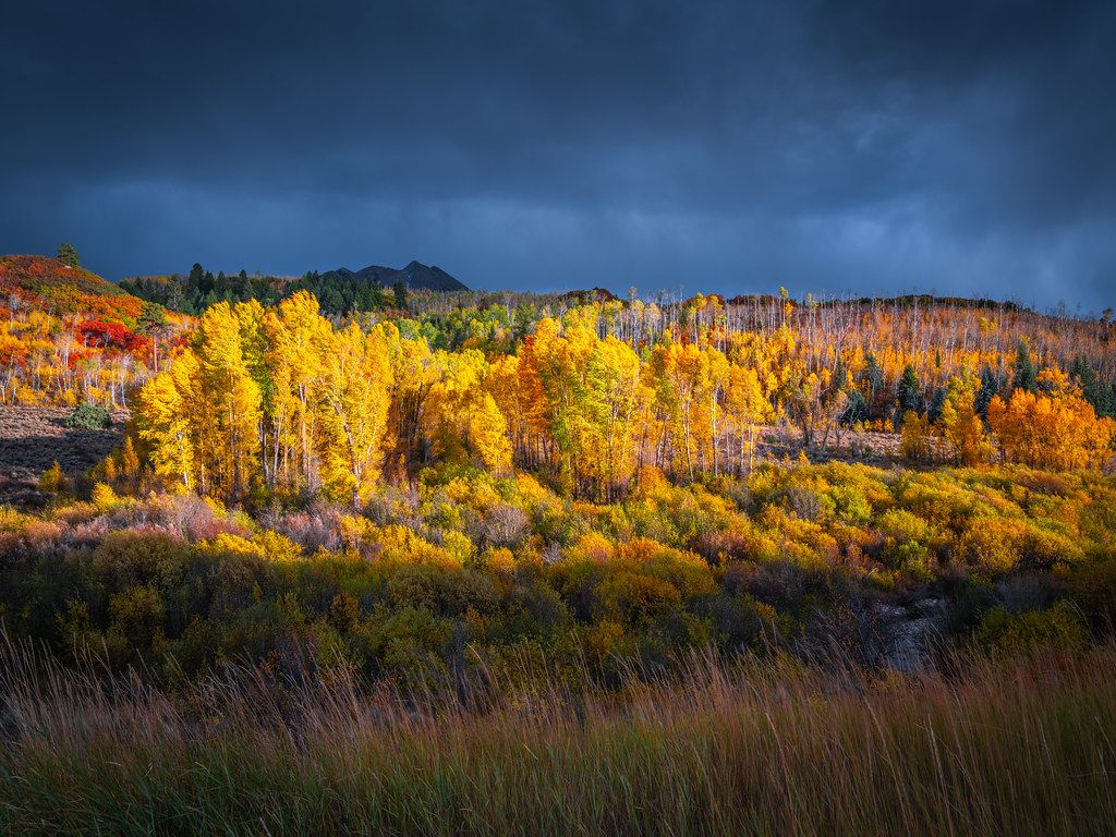 Kebler Pass Fuji GFX100 Autumn Aspens Colorado Fall Foliage Fine Art Landscape Nature Photography! Elliot McGucken Dx4 Dt=ic