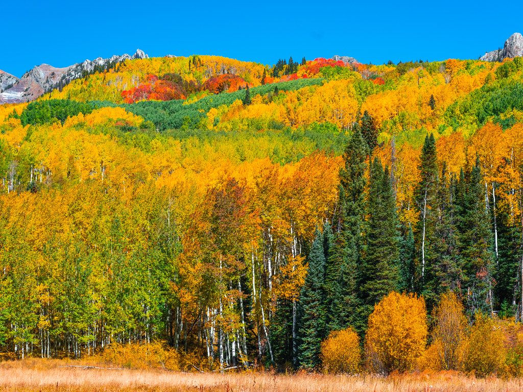 Kebler Pass Colorado Fall Colors Autumn Aspens! Fuji GFX100 Fall Foliage Fine Art Landscape & Nature