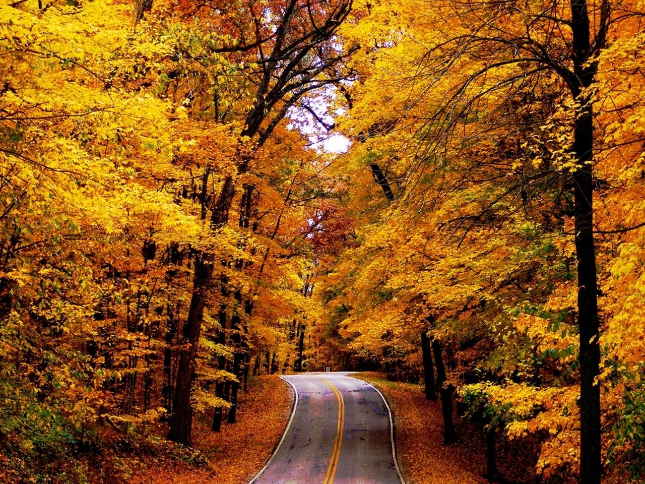 Fall Road Wallpaper