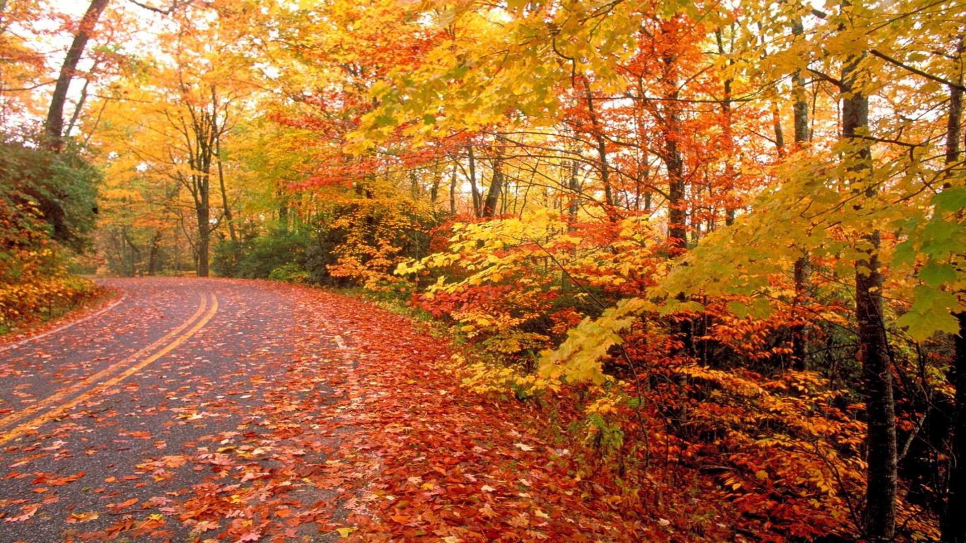 Free download Nature Fall Road HD wallpaper in Landscape [2120x1192] for your Desktop, Mobile & Tablet. Explore Fall Road Wallpaper. Fall Wallpaper Background, Free Fall Wallpaper, Fall Wallpaper For Computer
