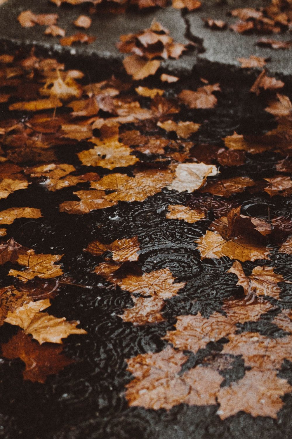 Autumn Wallpaper: Free HD Download [HQ]