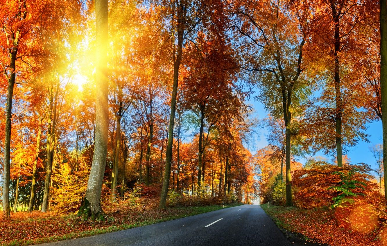 Wallpaper road, autumn, forest, leaves, trees, Park, forest, road, landscape, park, autumn, leaves, tree, country, fall image for desktop, section пейзажи