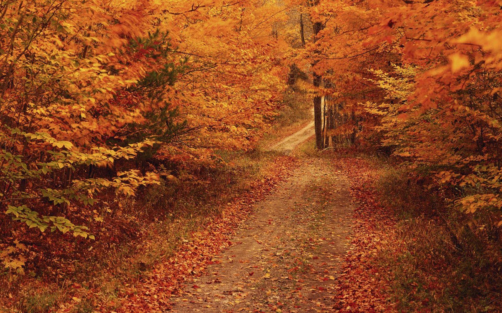 Desktop Wallpaper: Autumn Road Desktop Wallpaper