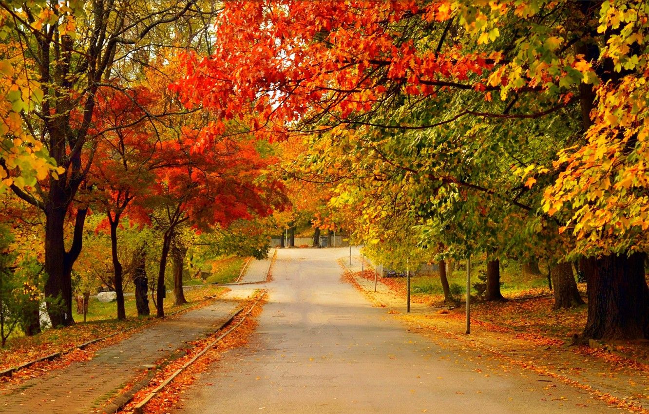 Wallpaper Road, Autumn, Trees, Fall, Foliage, Autumn, Colors, Road, Trees, Leaves image for desktop, section природа