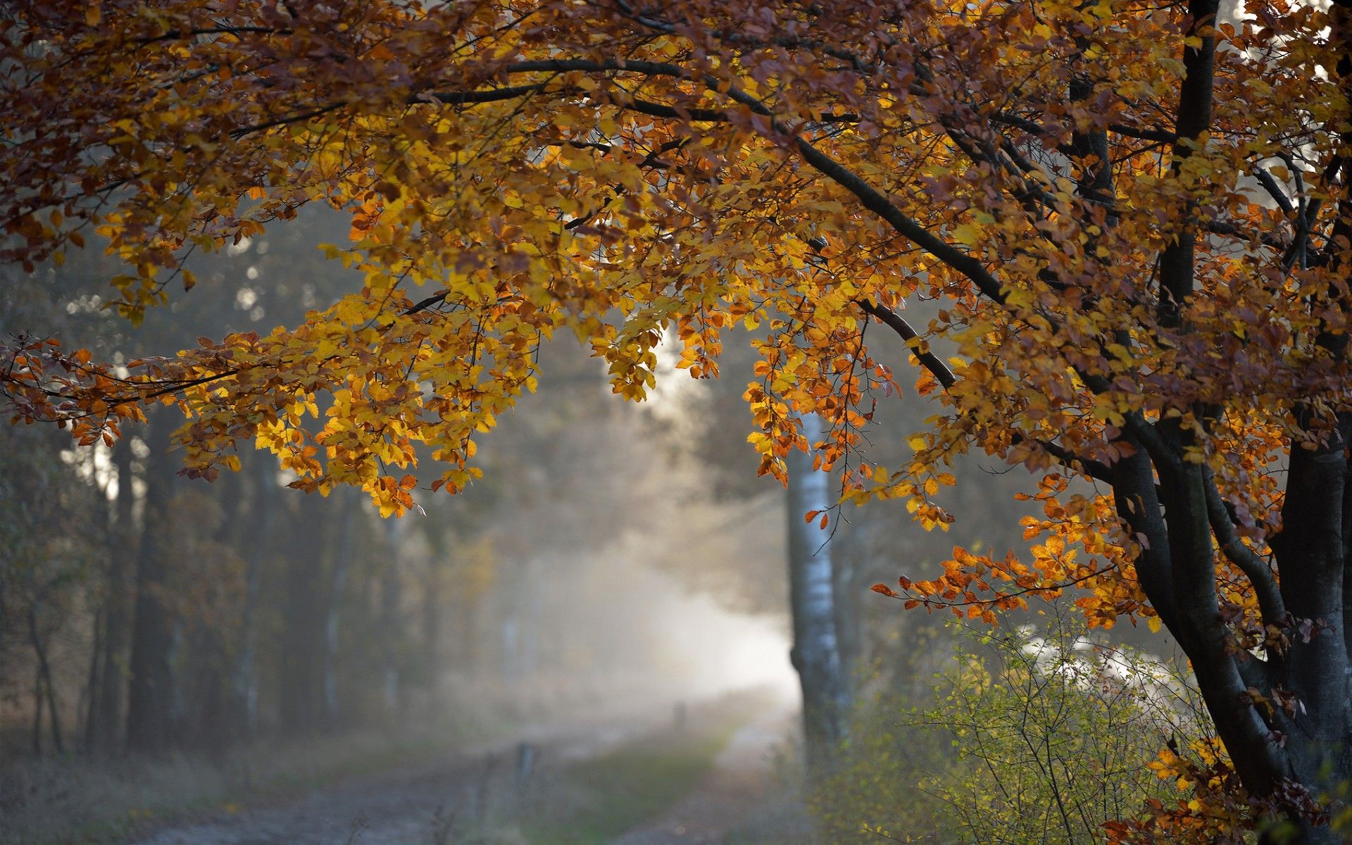 trees, Autumn, Fall, Roads, Rain Wallpaper HD / Desktop and Mobile Background