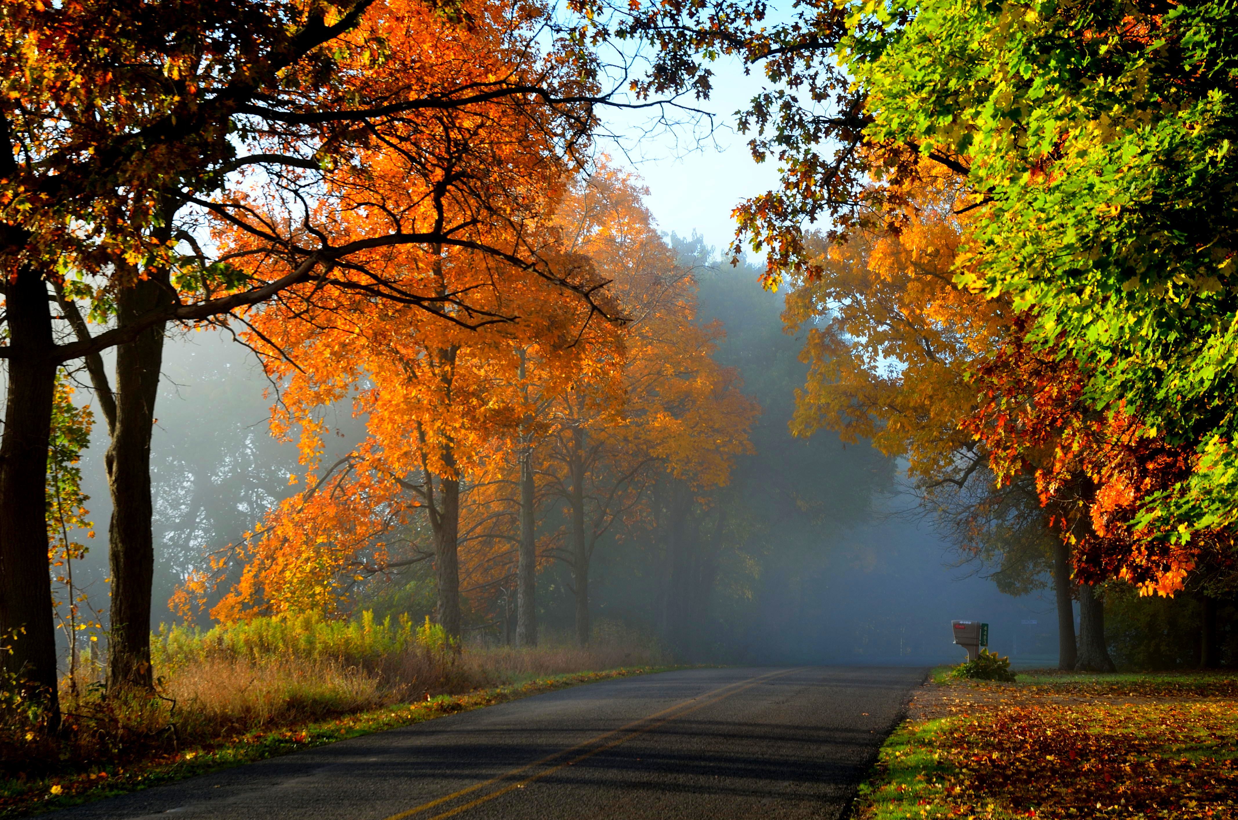 nature, fall, road, leaves, autumn splendor, trees, autumn wallpaper