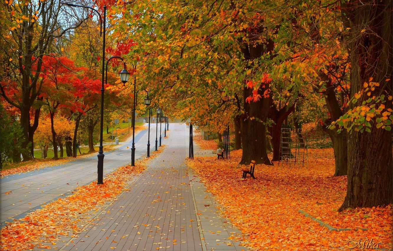 Wallpaper Road, Autumn, Trees, Lights, Park, Fall, Foliage, Park, Autumn, Colors, Road, Trees, Leaves image for desktop, section природа