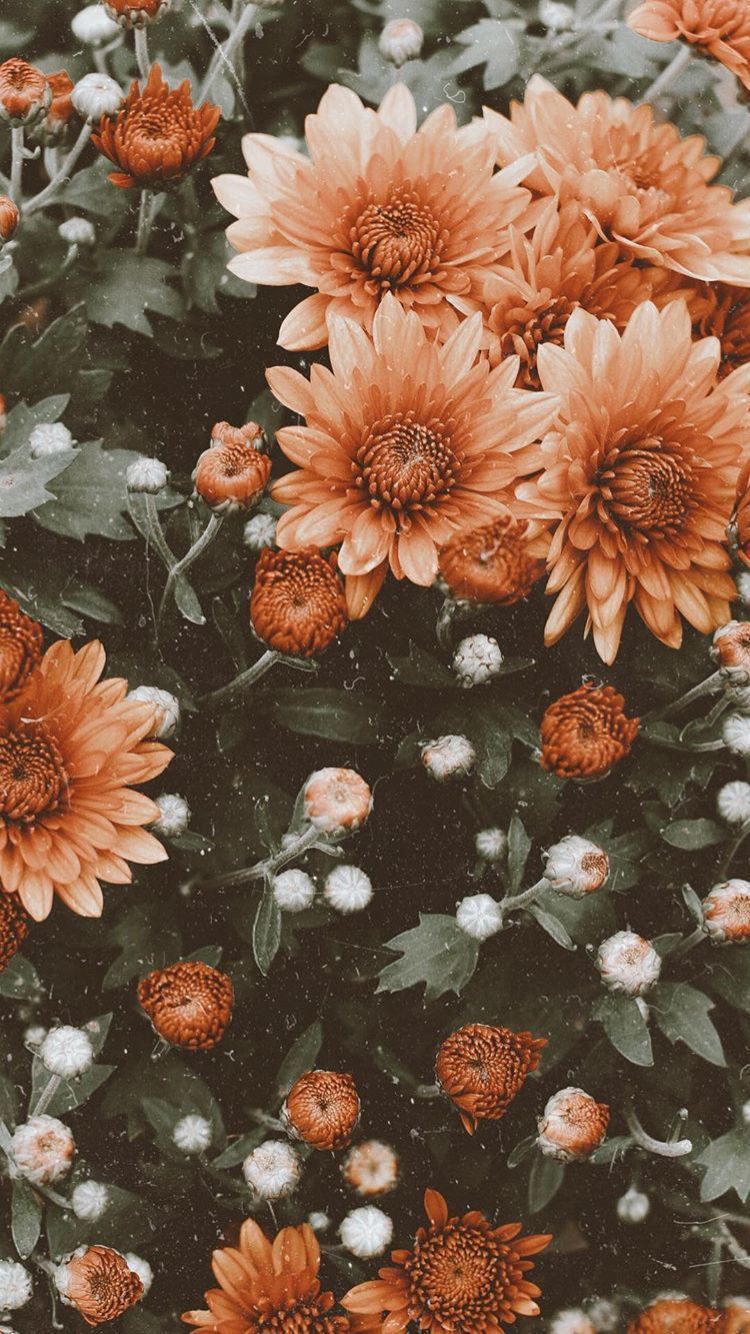 Flowers #lbloggers #fblchat #fbloggers #bbloggers. Flower iphone wallpaper, iPhone wallpaper vintage, Sunflower wallpaper