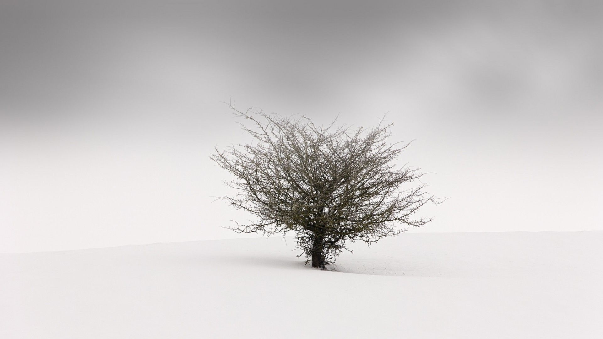 nature, Landscape, Minimalism, Trees, Simple, Winter, Snow, Mist, Branch, Blurred Wallpaper HD / Desktop and Mobile Background
