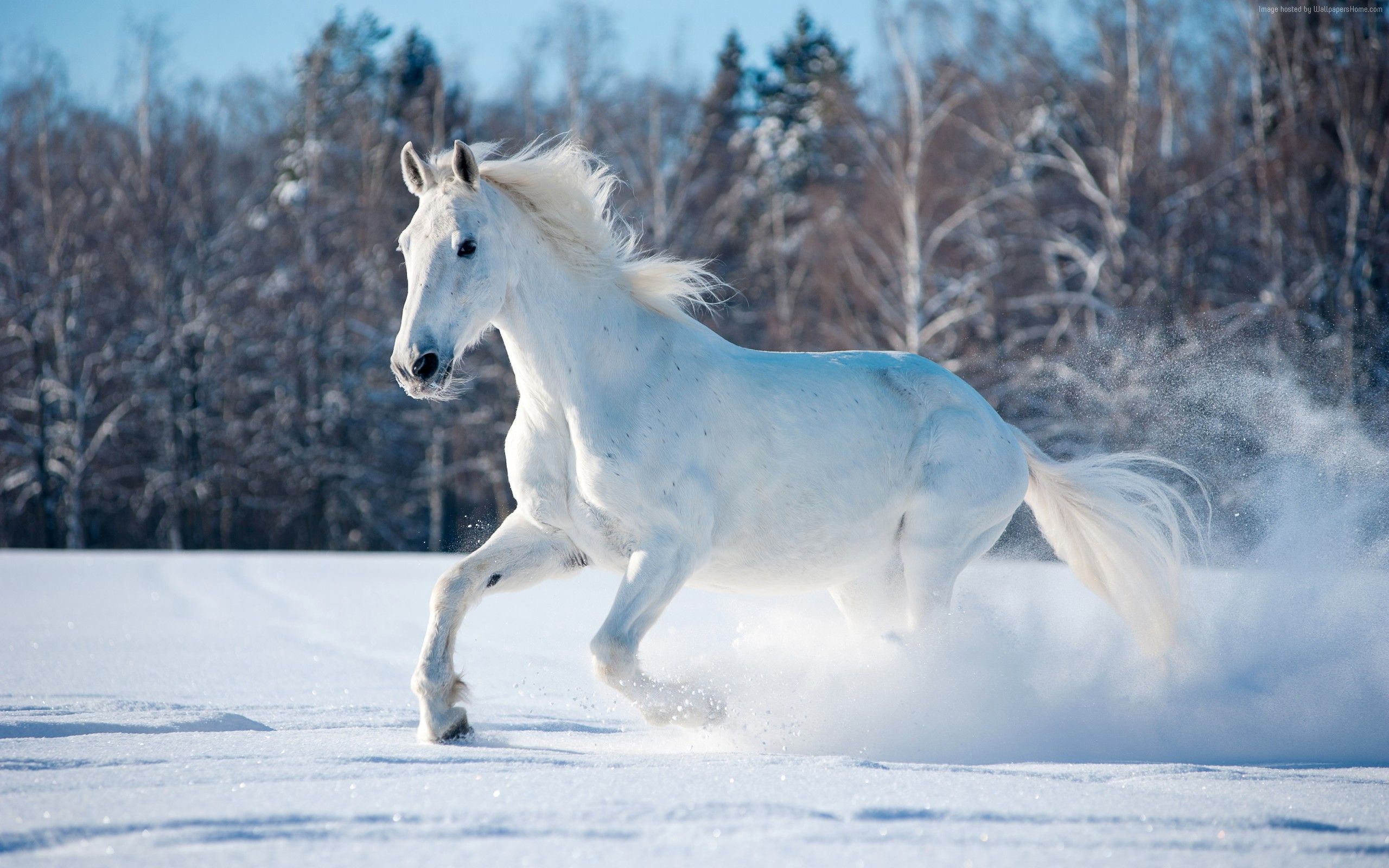 Wallpaper: Horse, Cute Animals, Snow, Winter