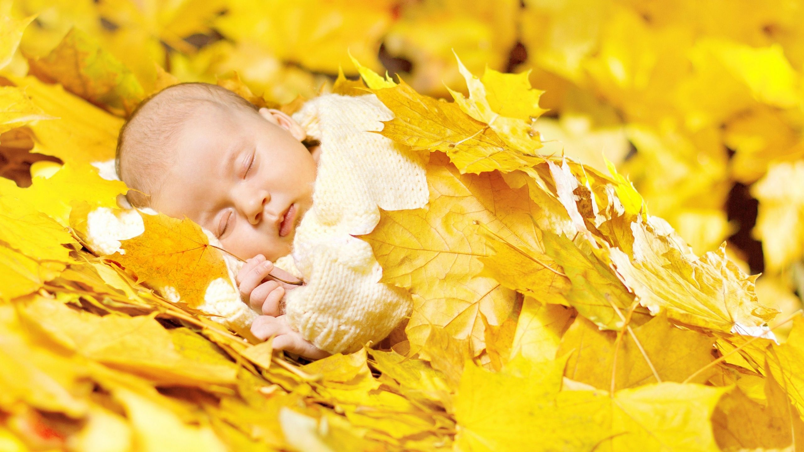 Autumn Leaves In Baby Wallpaper