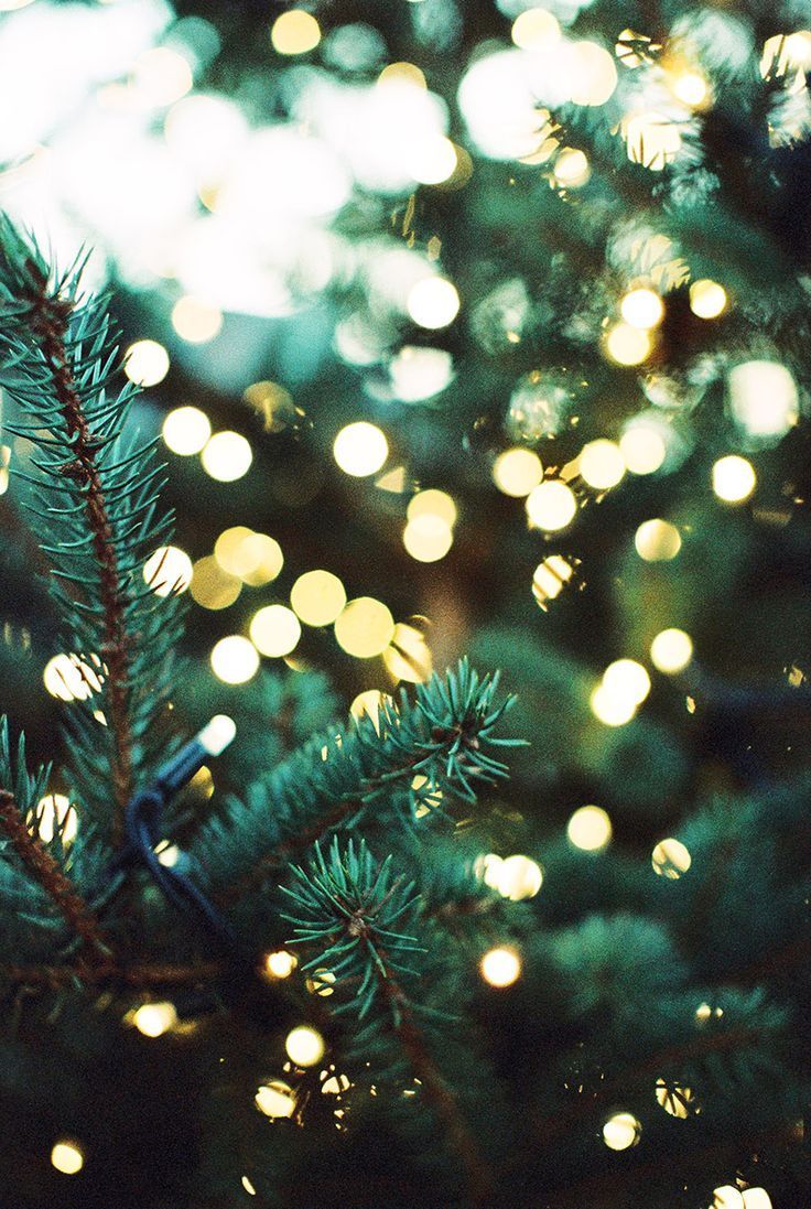 christmas tree lights backgrounds
